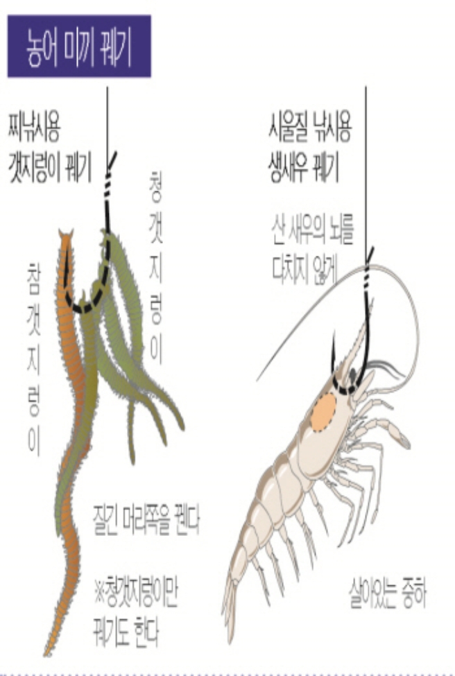 6.jpg 장비/채비2 농어 미끼 꿰기 찌낚시용 갯지렁이 꿰기 참갯지렁이 청갯지렁이 질긴 머리쪽을 꿴다. 청갯지렁이만 꿰기도 한다. 시울질 낚시용 생새우 꿰기 산 새우의 뇌를 다치지 않게 살아있는 중하