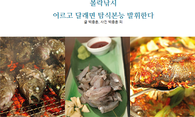볼락낚시 어르고 달래면 탐식본능 발휘한다 글 백종훈, 사진 백종훈 외