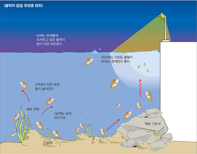 볼락의 일일 유영층 변화